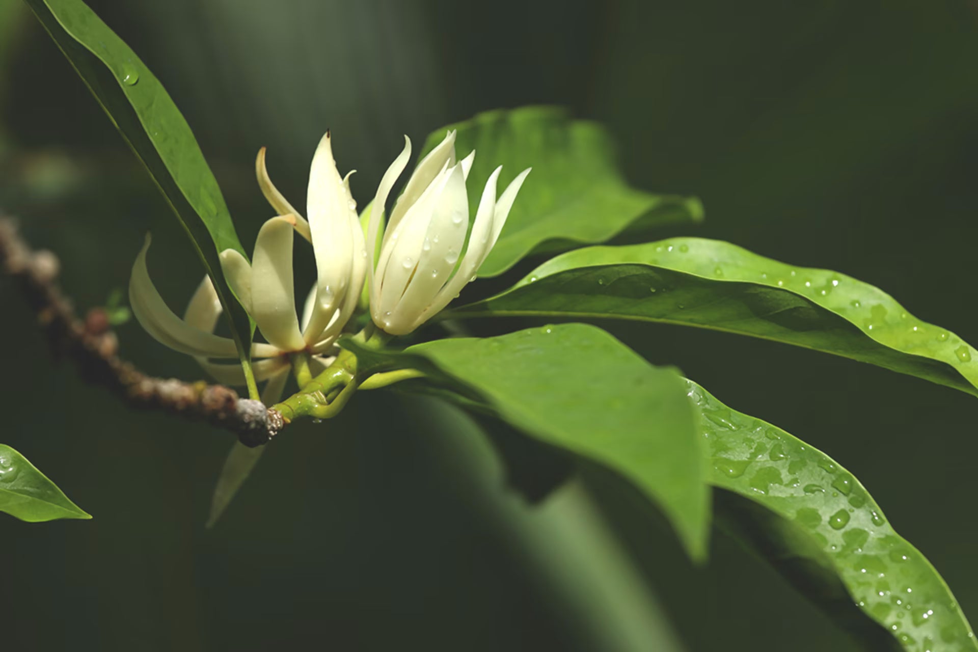 Magnolia Touch 10ml