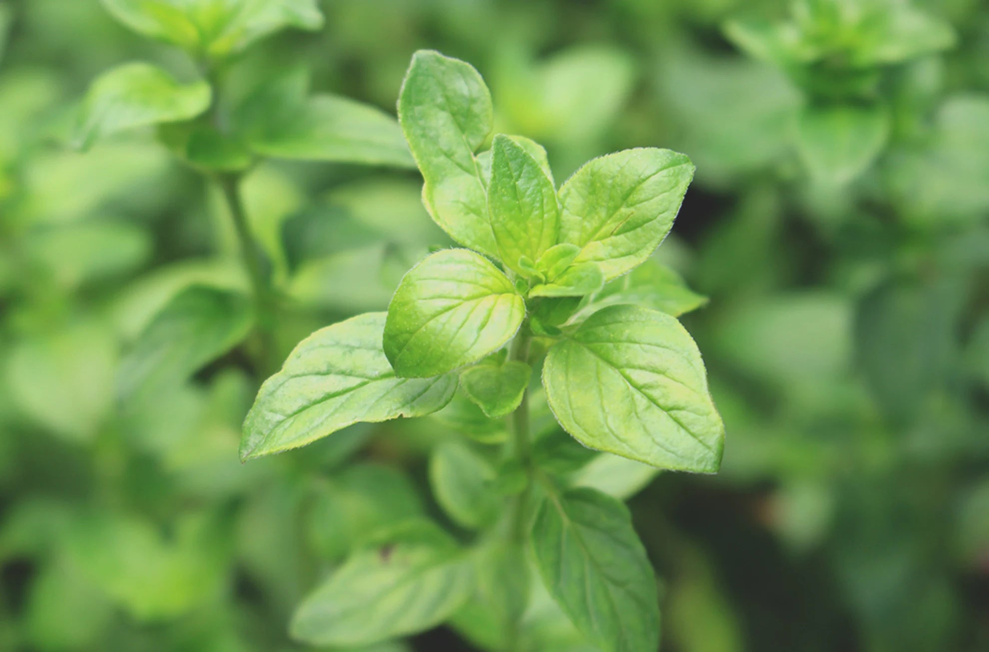 Oregano 15ml