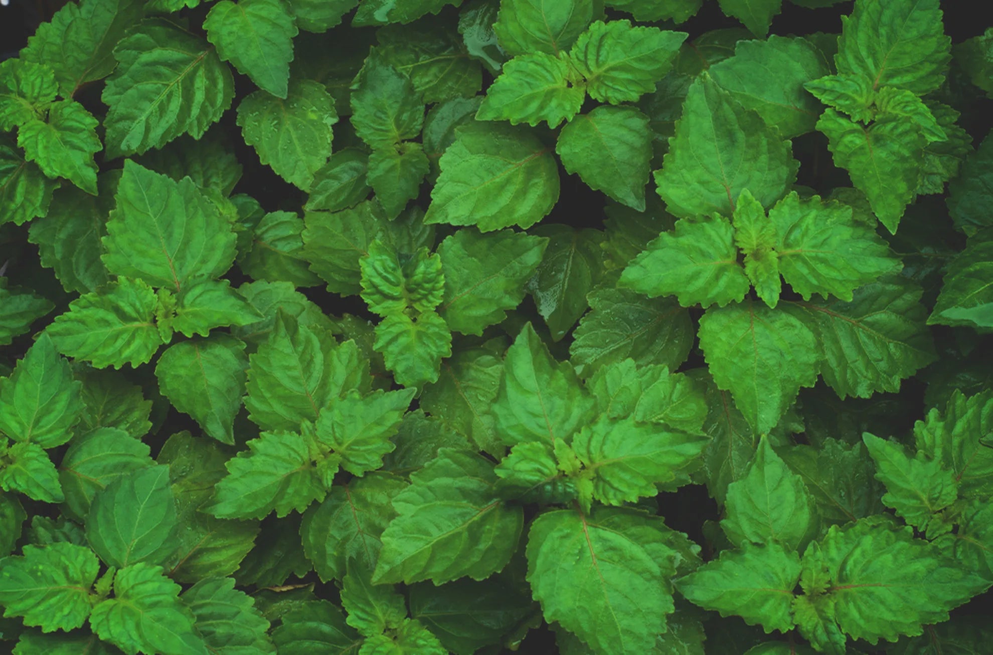 Paciuli 15ml