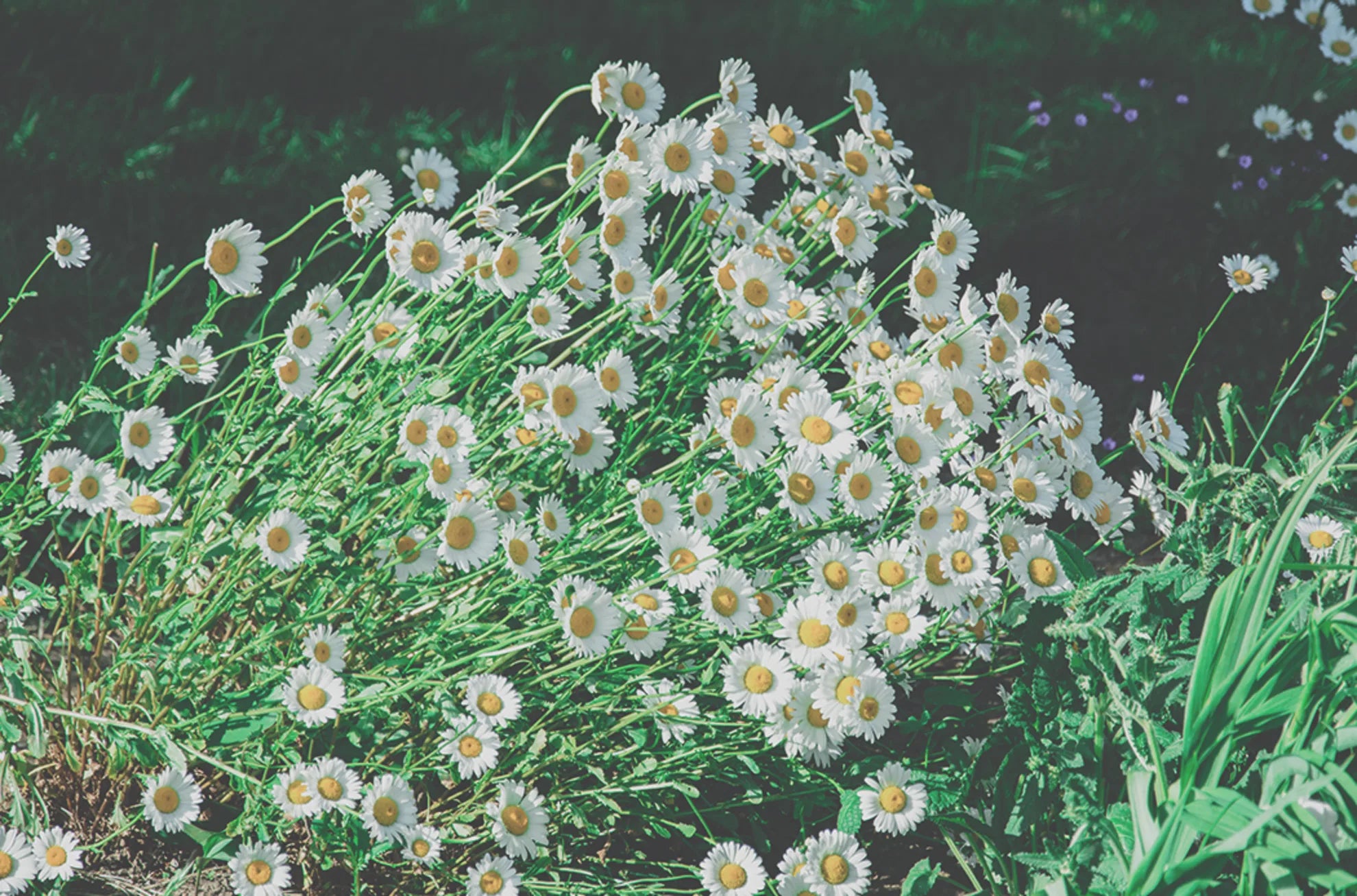 Mușețel roman 5ml