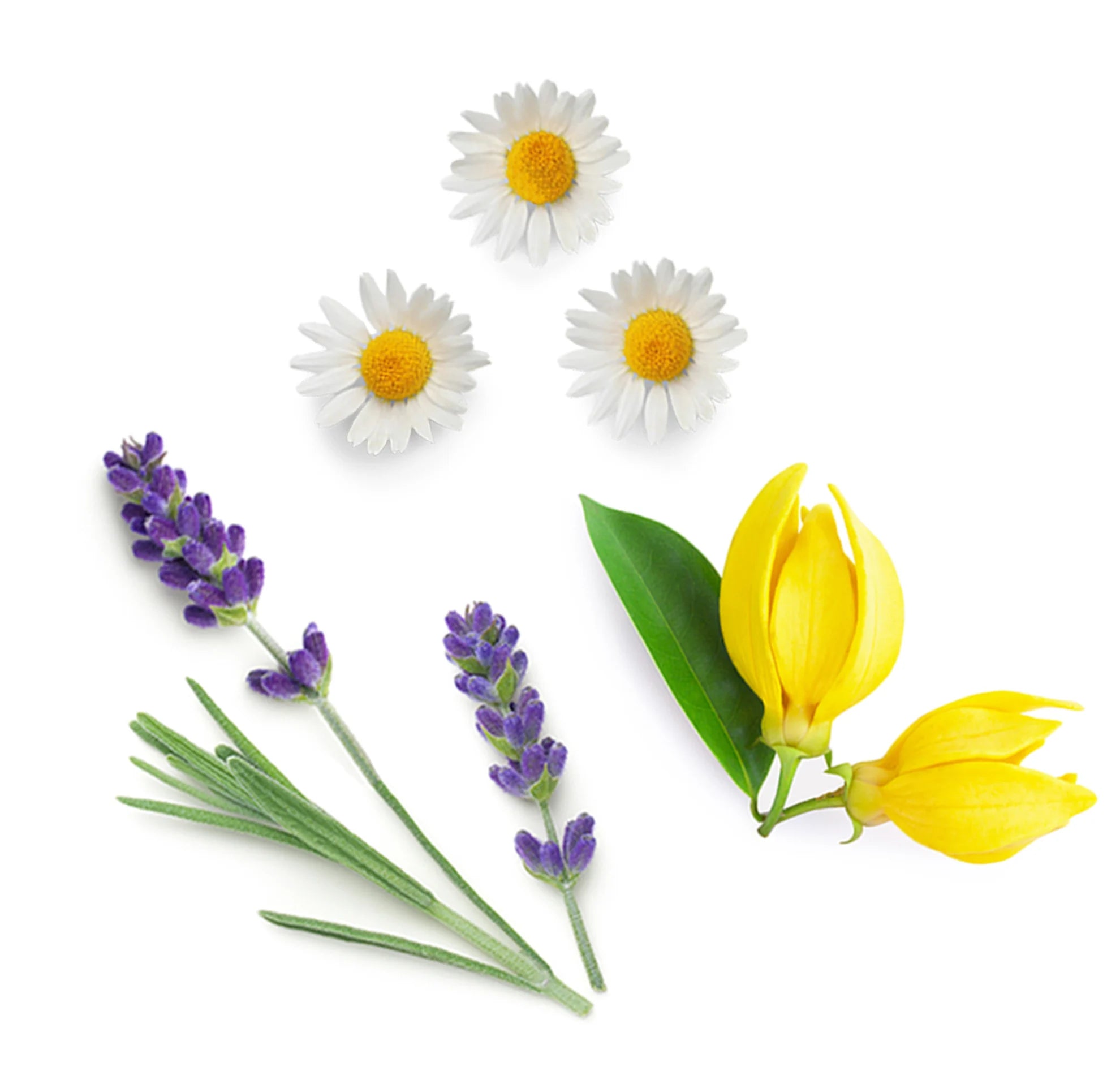 dōTERRA Serenity™ 15 ml