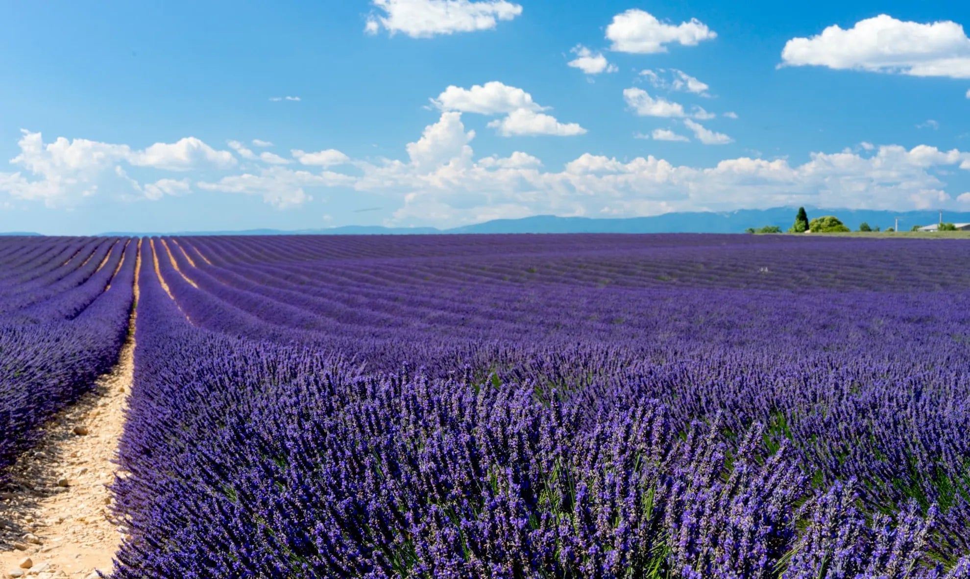 dōTERRA Serenity™ 15 ml