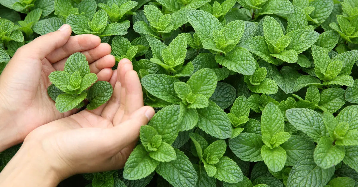SuperMint™ 15ml